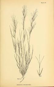 Image result for Aristida adscensionis