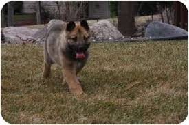Jiji.ng more than 1609 german shepherd dogs & puppies are waiting for you buy your future friend today ▷ prices are starting from ₦ 40,000 in nigeria. Bloomington Mn German Shepherd Dog Meet Magnum A Pet For Adoption