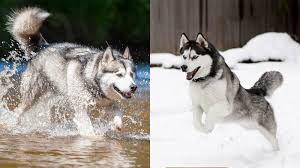 This subreddit is a place to discuss and share all things related to the alaskan malamute dog breed. What S The Difference Between An Alaskan Malamute And A Husky Howstuffworks