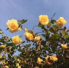 Pin By Pescobedo On Colors Flower Aesthetic Yellow Aesthetic Nature