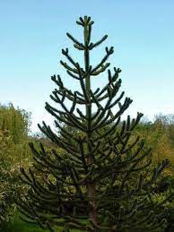 We did not find results for: Araucaria Araucana Monkey Puzzle For Sale
