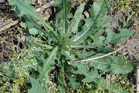 When it comes to controlling weeds in your lawn, knowing what you are trying to kill. 11 Common Lawn Weeds To Destroy Before Sowing New Grass