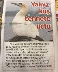 Ne Kadar Guzelsin Gercekler Komik Yeni Zelanda