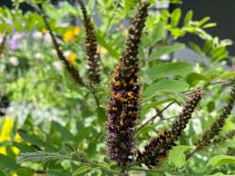 Image result for Indigofera antunesiana