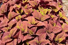 Image result for Coleus rhodesianum