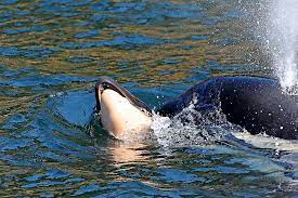 Orcas werden getreu ihres manchmal verwendeten trivialnamens „killerwal oft als gefährliche monster eingeschätzt. Orca Tragt Totes Junges Wochenlang Mit Sich