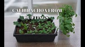 However, calibrachoa can be propagated by stem cuttings. Calibrachoa From Cuttings Youtube