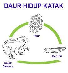 Try the suggestions below or type a new query above. Jelaskan Dan Gambarkan Daur Hidup Katak Brainly Co Id