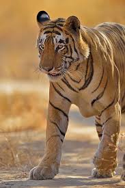 Tigersandcompany Star Male By Dickysingh Animals Beautiful Tiger Pictures Beautiful Cats