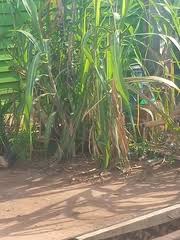 Image result for Trichopteryx fruticulosa