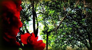 Image result for images I see trees of green, red roses too