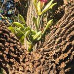 Image result for Vanilla polylepis