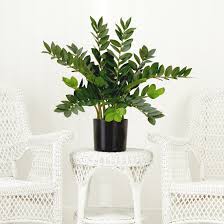 Image result for Zamiokulkas Zamioculcas