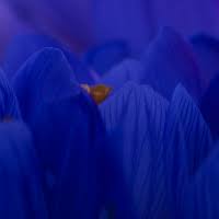 Krokus" von Iris Burk