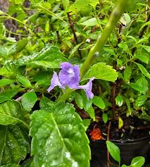 Image result for Stachytarpheta