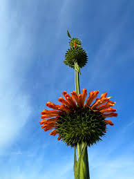 Image result for Leonotis nepetifolia