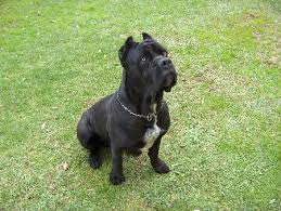 (emotional, intelligent,guardian of property, family and. Come Educare Bene Il Vostro Cane Cane Corso Italiano Razza Storia E Carattere