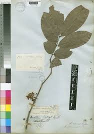 Image result for Anthonotha macrophylla