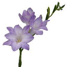 Lavender Freesia Flower Fiftyflowers Com Freesia Flowers Wholesale Flowers Wedding Violet Flower