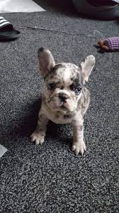 Ranging from brindle, pied, fawn, and merle. Merle French Bulldog Merle French Bulldog Cute Puppies Bulldog