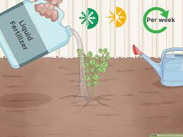 Find here details of companies selling eucalyptus plant, for your purchase requirements. How To Grow Eucalyptus With Pictures Wikihow