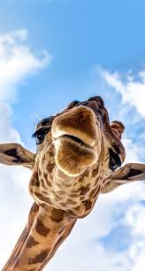 Enjoy The Palm Life Usapalm Com Giraffe Pictures Cute Baby Animals Animal Wallpaper