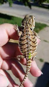 Captive bred baby snapping turtles for sale really aren't as scary as they look. Baby Bearded Dragons 50 North Platte Garden Items For Sale North Platte Ne Shoppok