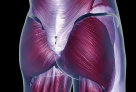 As seen in the diagram above, the gluteal muscles all originate on the pelvis at various points and then any injury to the glutes — and the pain is often continuous — will interfere with one's ability to. How To Build A Better Butt