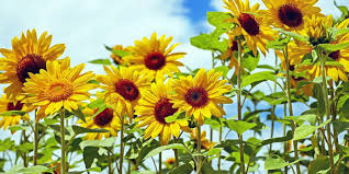 They also are favored by aphids and make a great trap crop. Plants That Repel Bugs The Bad Ones And Attract Good Bugs