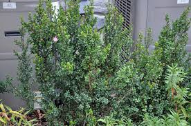 Image result for Myrsine africana