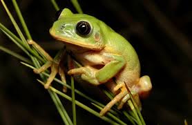 Image result for Amphicarpaea africana