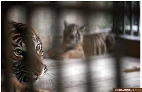 Bank nama is on facebook. Menelusuri Jejak Nyata Pertambahan Populasi Harimau Sumatera Di Sumatera Barat Berita Minang