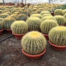 Atentamente buscando cactus y suculentas agentes en oceanía,américa,europa,áfrica,etc. Productos Comprar Arboles Al Por Mayor