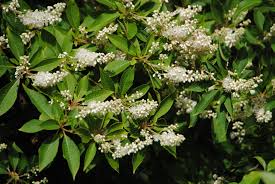 We did not find results for: Top Images Of White Flowering Trees Top Collection Of Different Types Of Flowers In The Images Hd
