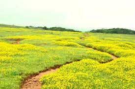 Inr 150 for indians and inr 600 for foreigners. Valley Of Flowers In Mh Best Time To Visit Aug Oct Review Of Kas Plateau Kas India Tripadvisor