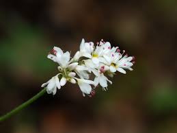 Image result for Fagopyrum