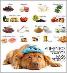 Pin De Vale Rodriguez En Doky En 2020 Alimento Perros Alimentos Prohibidos Para Perros Alimentos Para Perros