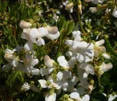 Image result for Dolichos angustifolius
