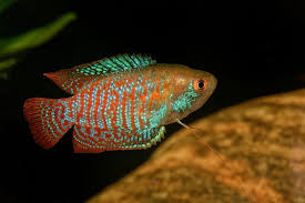 Hi guppylover123 i don't know the answer, but i doubt it. Dwarf Gourami Care Guide Colors Tank Mates And More Everything Fishkeeping