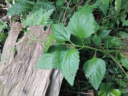 Image result for Dichrocephala