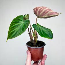 Image result for Filodendron Philodendron
