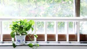 How Much Light Do My Indoor Plants Need Plantmaid