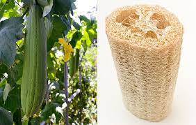 The Vietnamese Luffa Gourd Resembles A Cucumber And Its Young Fruit Can Be Eaten When La Loofah Sponge Organic Vegetable Garden Organic Gardening Pest Control