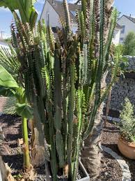 Paragon shipping & logistics www.pslme.com. Kaktus Sukkulente Euphorbia Trigona In Baden Wurttemberg Breisach Am Rhein Ebay Kleinanzeigen