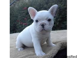 Click to view all of our puppies for sale & make sure to reserve yours today! Purebred French Bulldog Puppies Perfect Size And Awesome Body For Sale In Los Angeles California