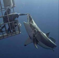While the average length of a great white is 4 to 5 meters (females generally being larger than males), the question of the maximum size of great white. Pin On Sea Life Sharks
