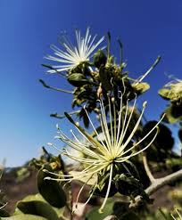 Image result for Maerua salicifolia