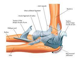 The new ucl ligament is healthy, strong, and allows the patient proper use of the elbow. Tommy John Surgery Myths Vs Facts Opa Ortho