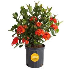 Image result for Ixora hartiana