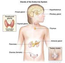 The endocrine system is a body system in animals. Endocrine Glands Image Details Nci Visuals Online